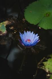 Lotus bleu